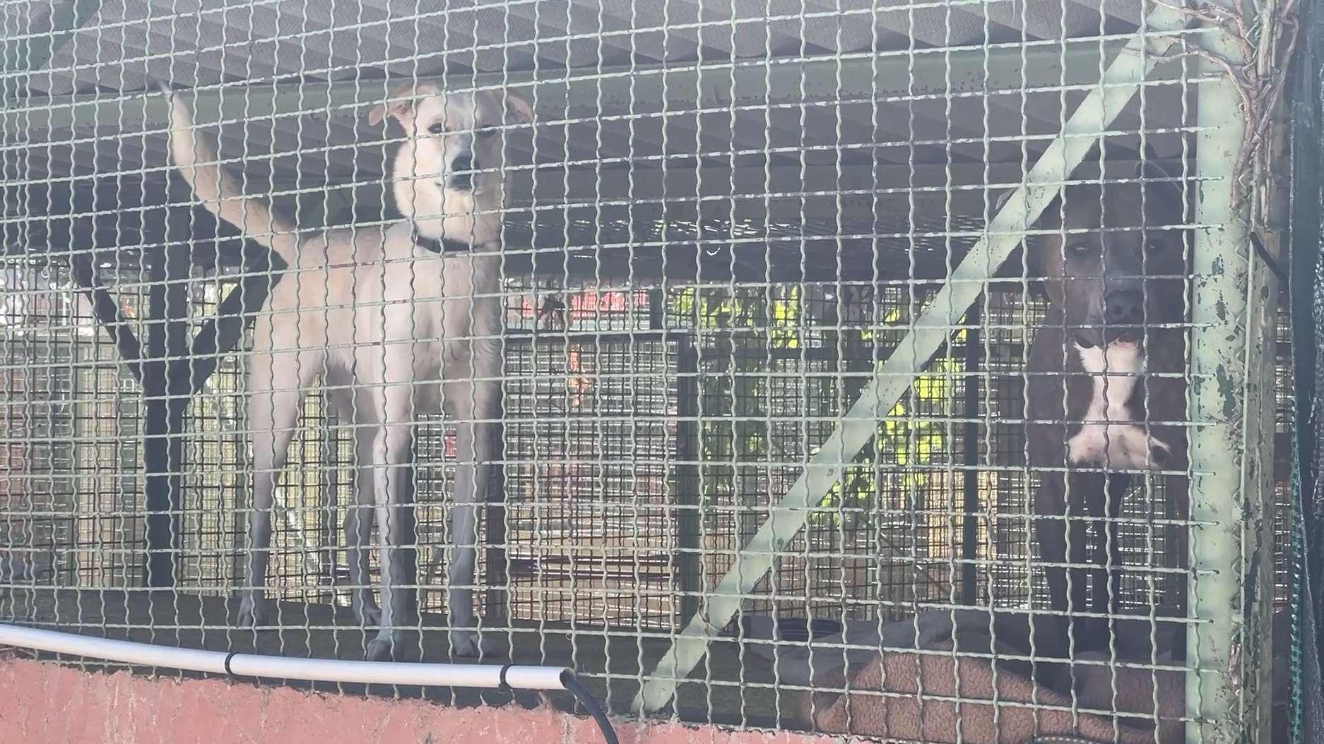 « C’est un scandale » : la SPA de Salon réclame l'annulation du Salon du chiot de Ventabren