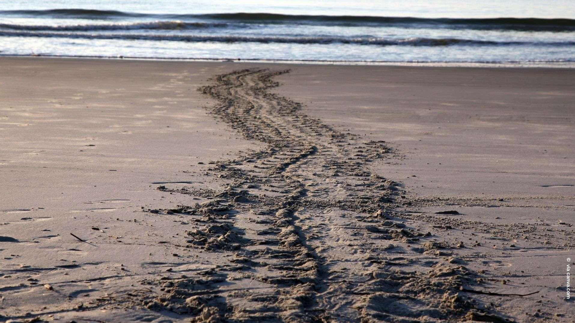Port-Saint-Louis-du-Rhône : une tortue caouanne a pondu sur une plage