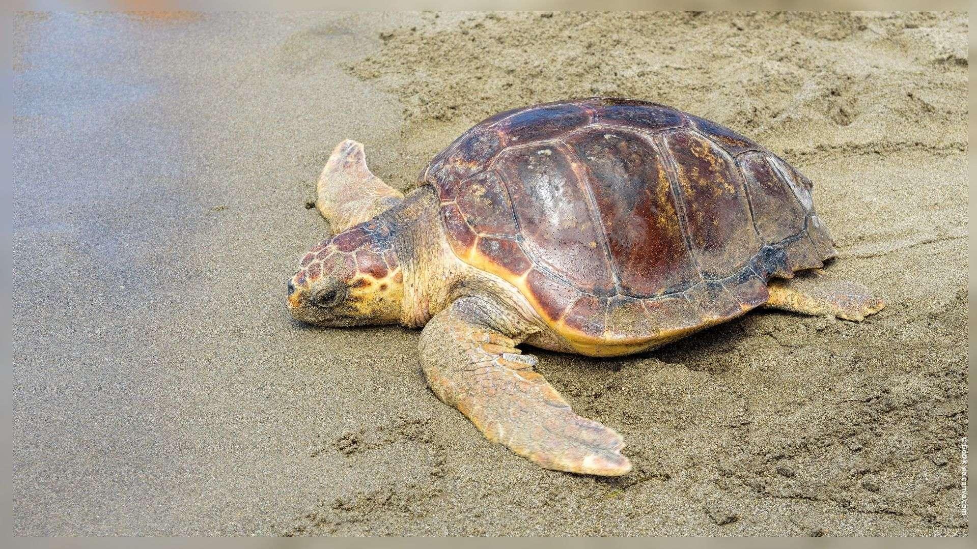 Ponte d’une tortue caouanne à Port Saint Louis : les dessous d’un événement rare