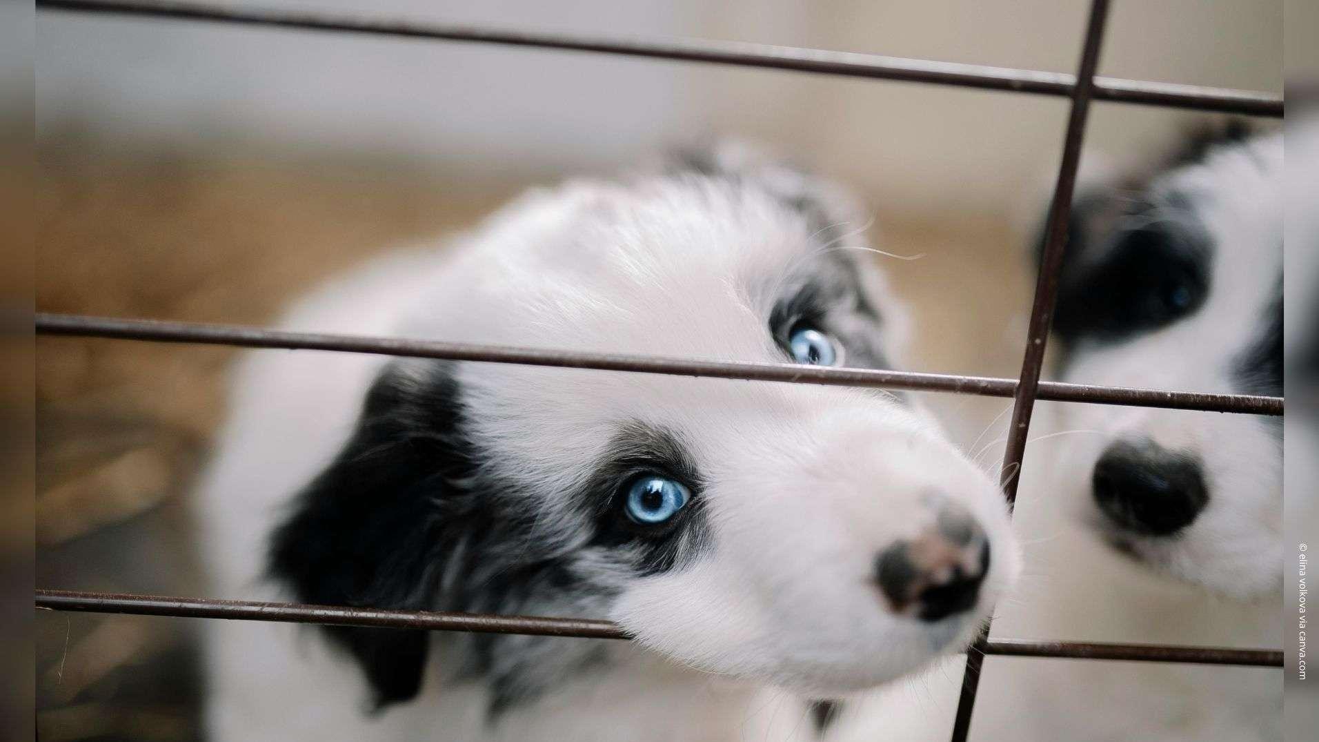 Jusqu'à 1.500 euros de contravention pour les animaleries qui vendent des chats et chiens
