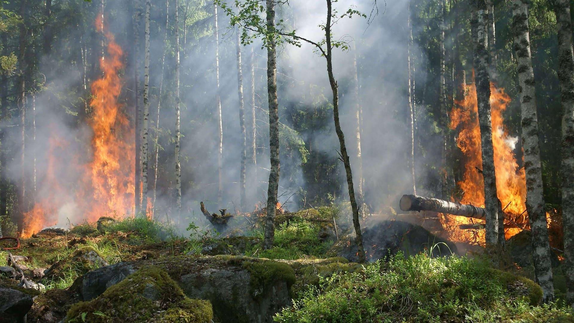 Incendies : "L'été 2026 est le pire été jamais connu", alerte l'Office Nationale des Forêts