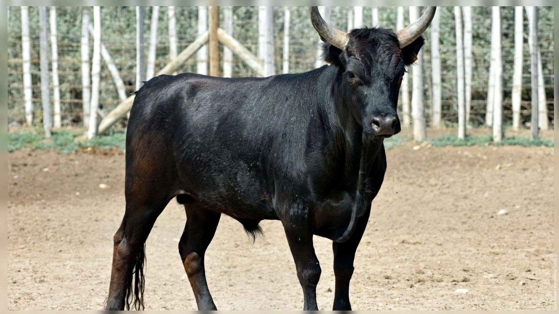 Camargue : « Ici, on débranche tout », vivez une soirée en immersion totale avec les gardians de la Grand Ponche