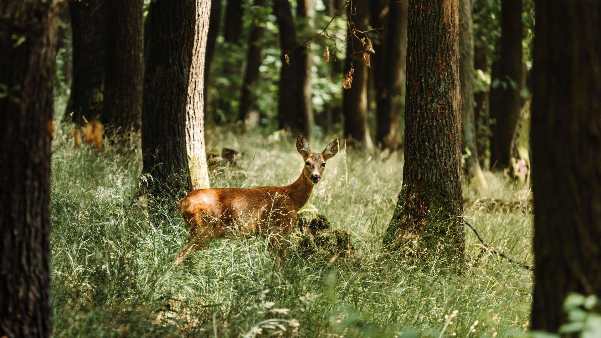 Incendies, canicule : dans le Var, le futur centre de soins de TOTEM PACA veut sauver jusqu'à 4000 animaux