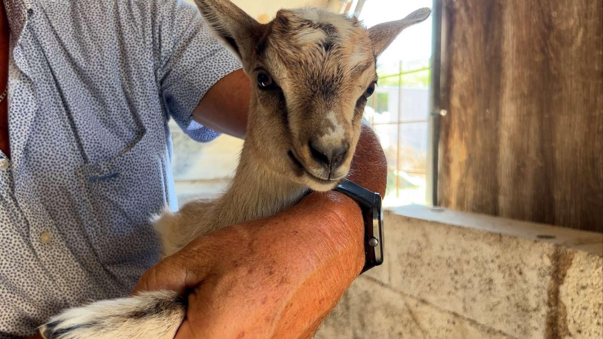 Châteauneuf-les-Martigues : près de 90 chèvres errantes mises à l’abri avant leur départ vers l’écopastoralisme