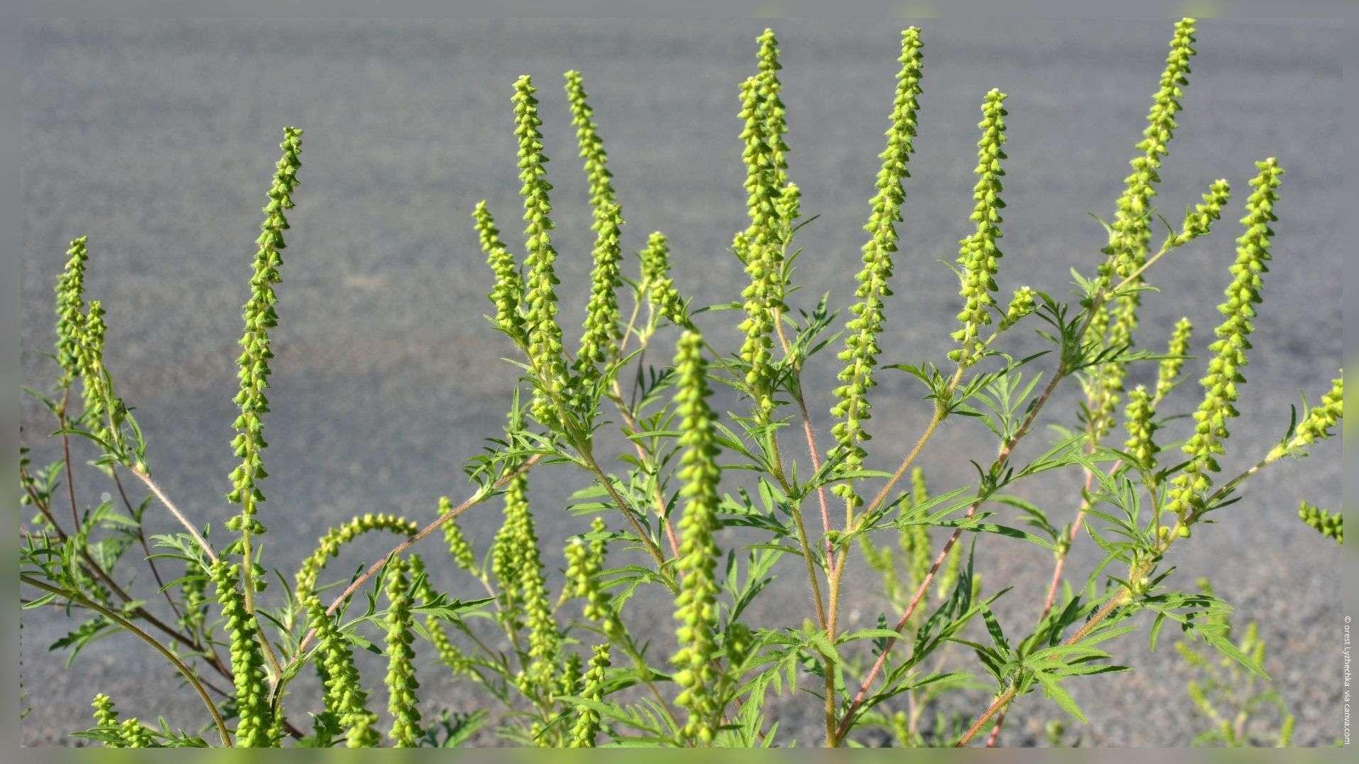 Allergies : l'ambroisie de retour dans le 13 et le 84, l'alerte d'AtmoSud pour les prochaines semaines