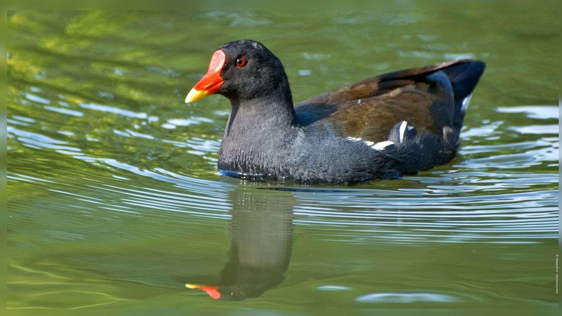 Chasse aux oiseaux d’eau en PACA : la LPO réclame un report d’urgence face à une « sécheresse historique »