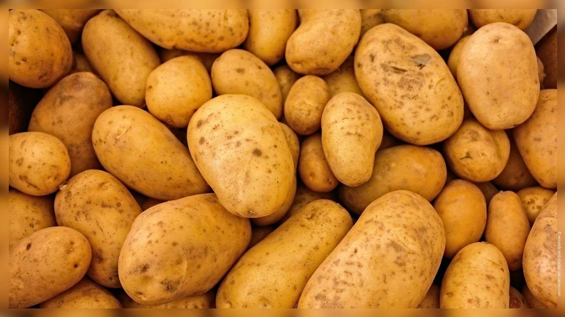 Pommes de terre : les producteurs s'attendent à une chute de 23% de la récolte suite à la sécheresse