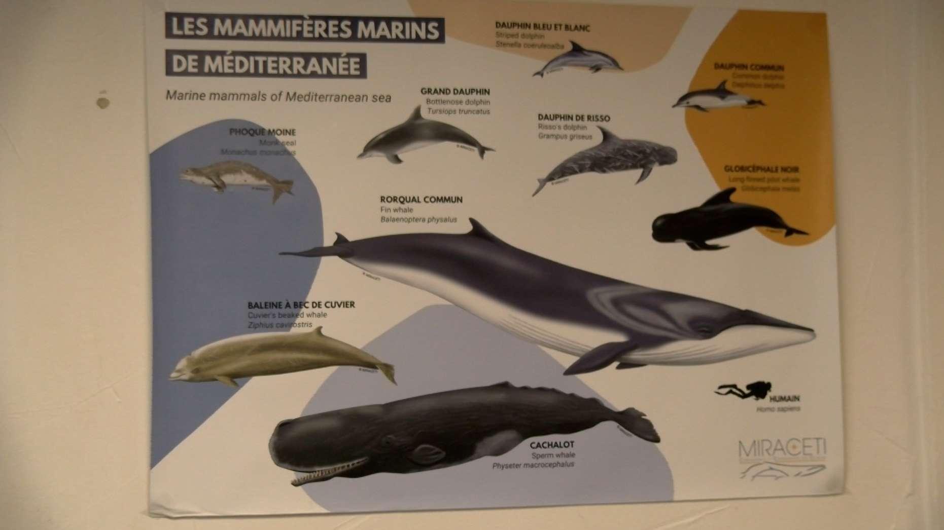 « À plus de 10 nœuds, le risque de mortalité explose » : Miraceti sonne l’alerte pour les baleines de Méditerranée