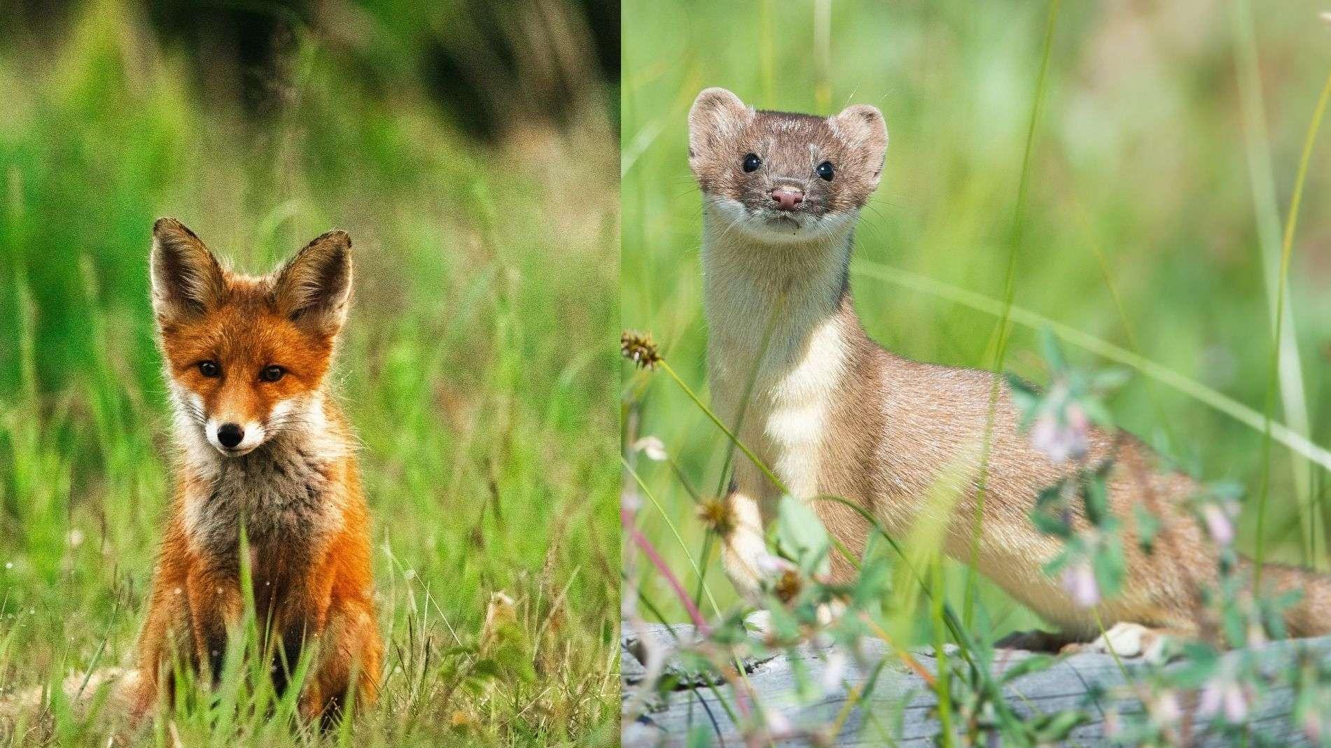 Espèces « nuisibles » : peu de modifications, mais un mécontentement unanime