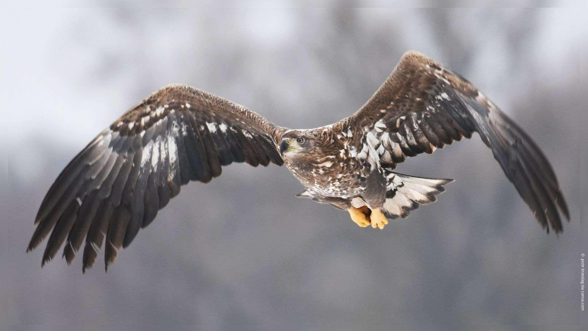 Zoo de la Barben : le jeune aigle "Barben" a pris son grand envol vers la vie sauvage