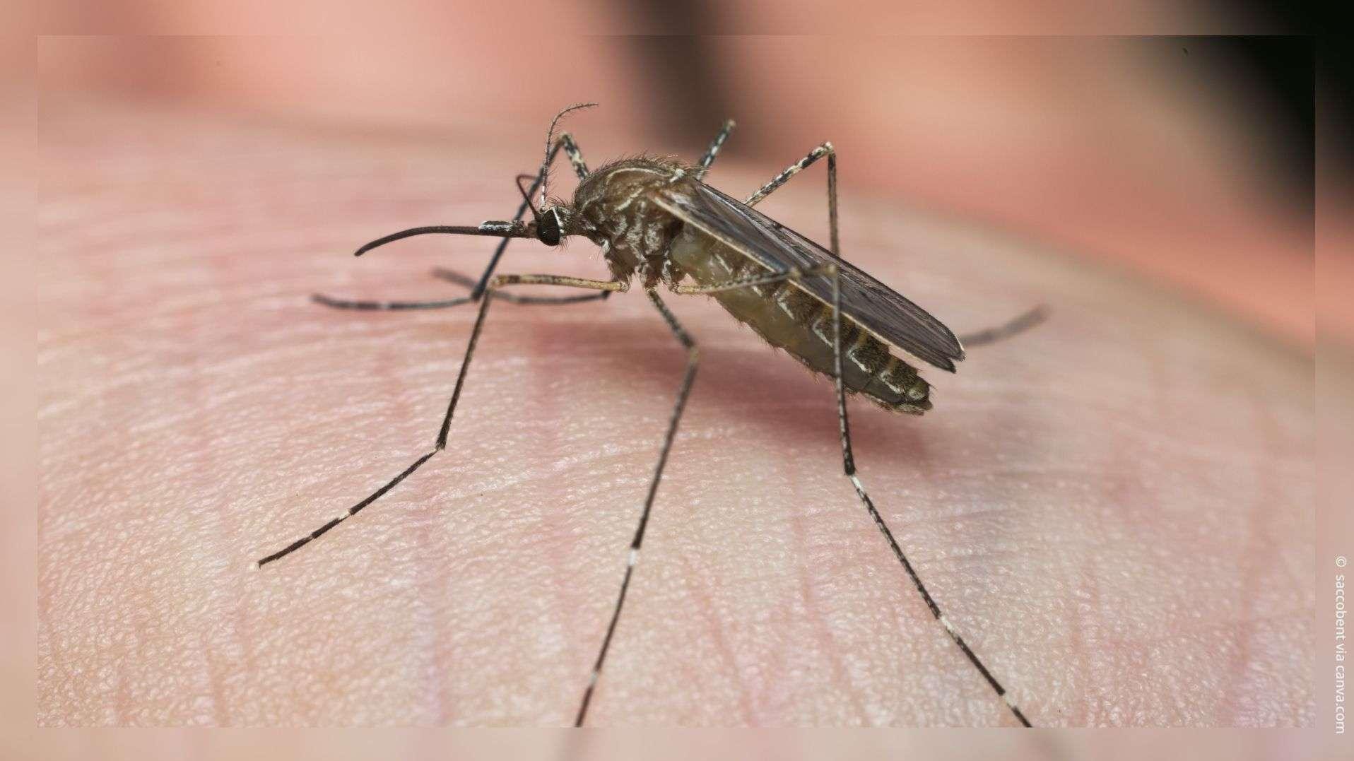 Virus West Nile : circulation "intense" dans les Bouches-du-Rhône, 18 cas humains confirmés en PACA