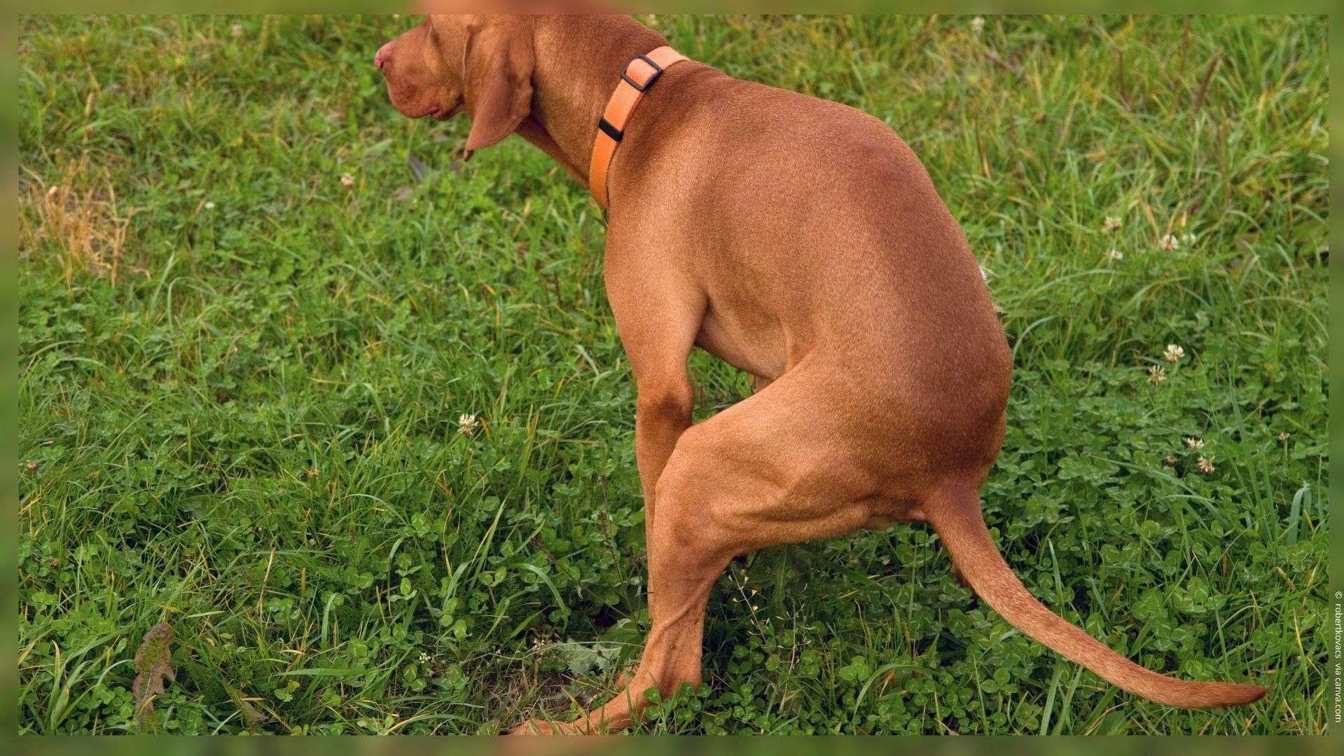 Saint-Mitre-les-Remparts : la mairie menace d’utiliser l’ADN pour traquer les crottes de chiens !
