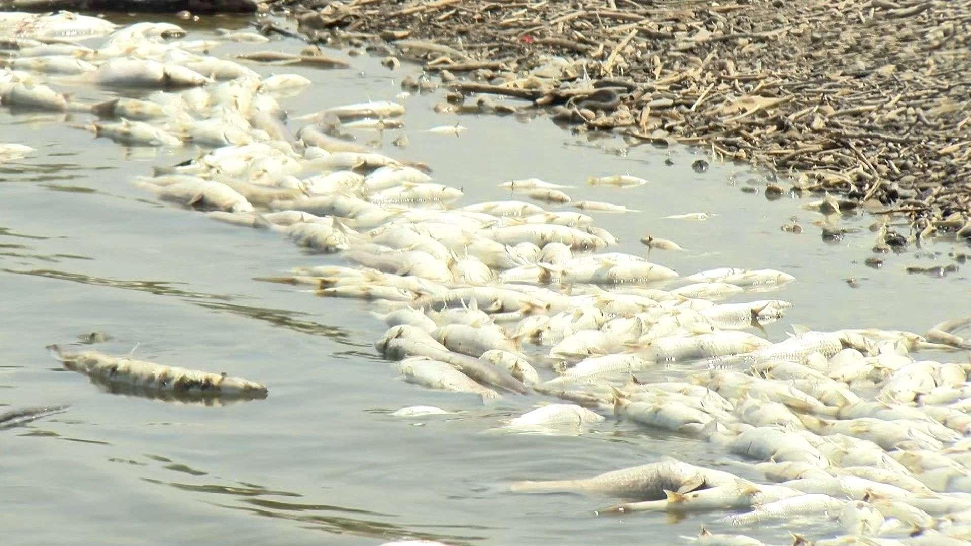 Étang de Berre : des centaines de poissons morts à Saint-Chamas, les explications du GIPREB