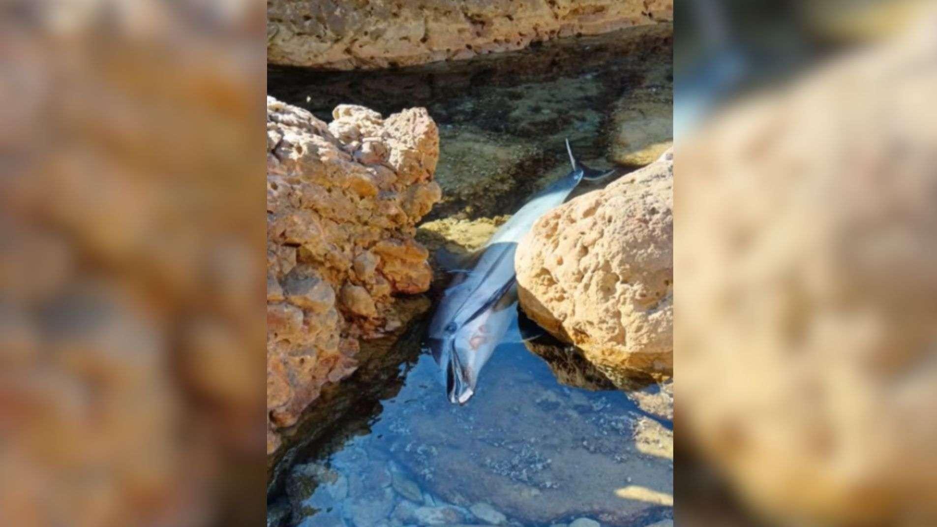 Ensuès-la-Redonne : un dauphin retrouvé mort échoué dans les calanques
