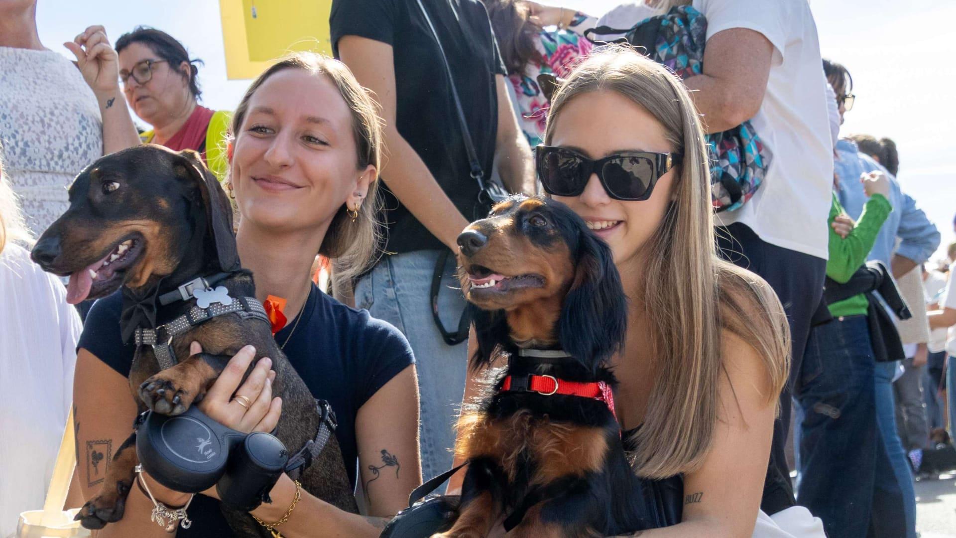 La parade canine "Les Petites Sardines de Marseille" va envahir de petites pattes la Corniche ce dimanche