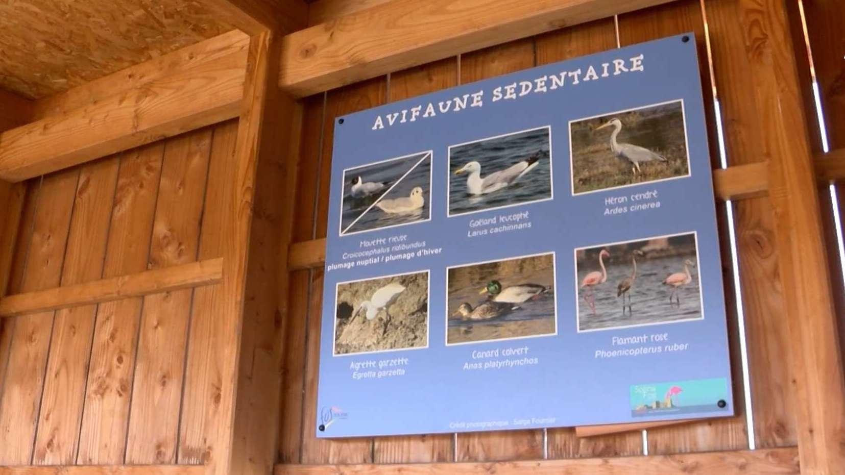 Istres : sorties nature, ateliers et conférences avec la LPO tout au long de l'automne