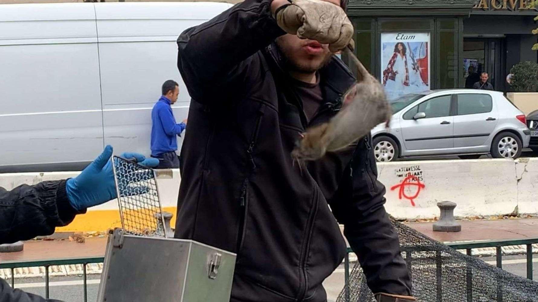 Rats à Marseille : furets, prévention et leptospirose, le point sur la stratégie de la ville