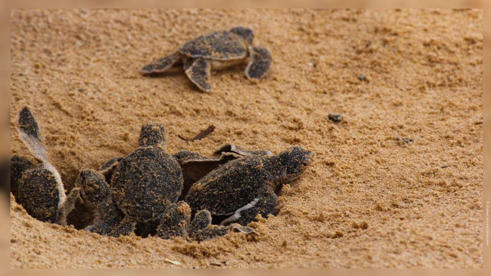 Martigues : un nid de tortue marine découvert sur la plage Sainte-Croix, une première sur le site du Parc Marin de la Côte Bleue
