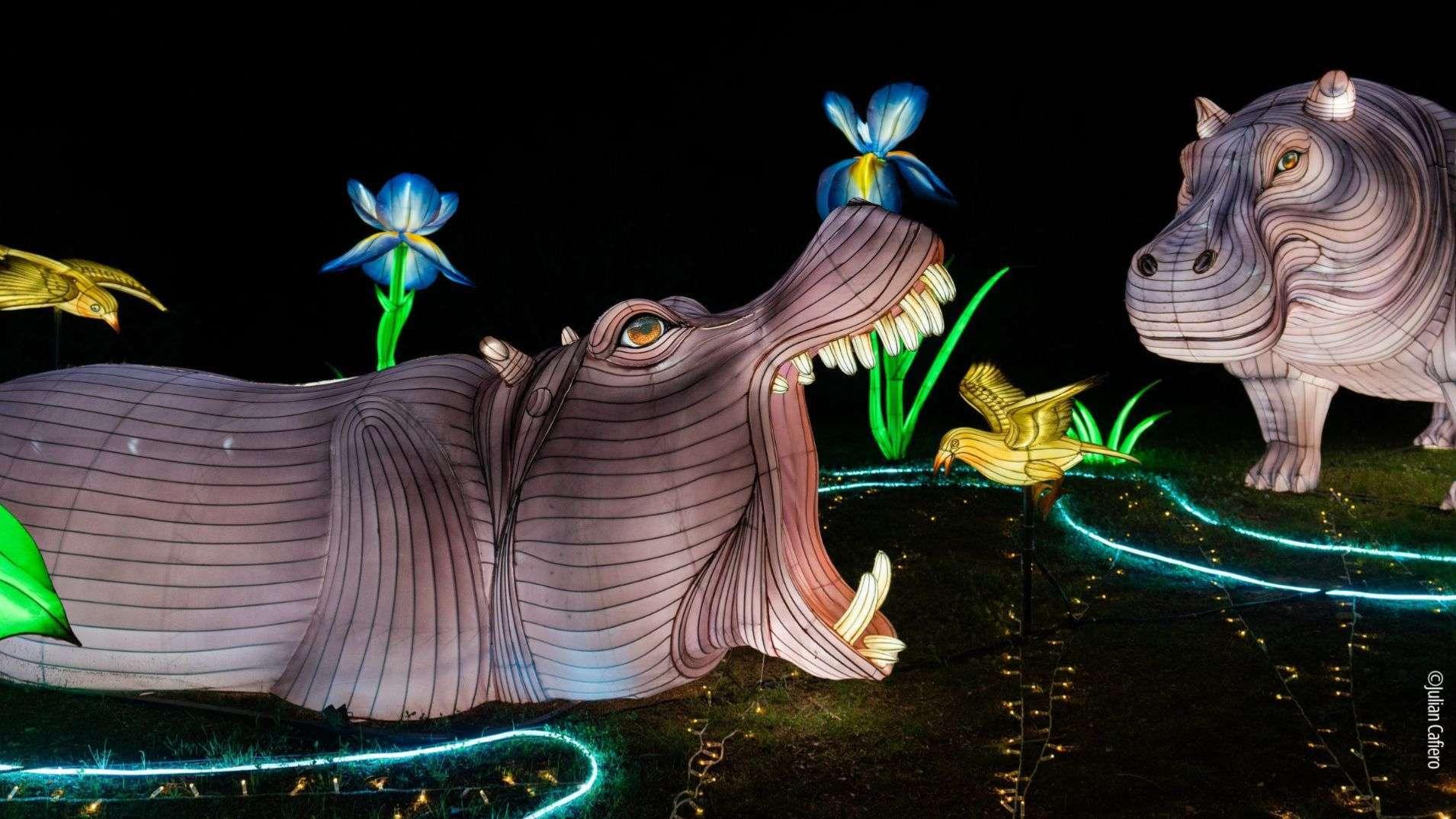 Festival des Lumières au parc animalier de La Barben : une première féerique à vivre à la tombée de la nuit