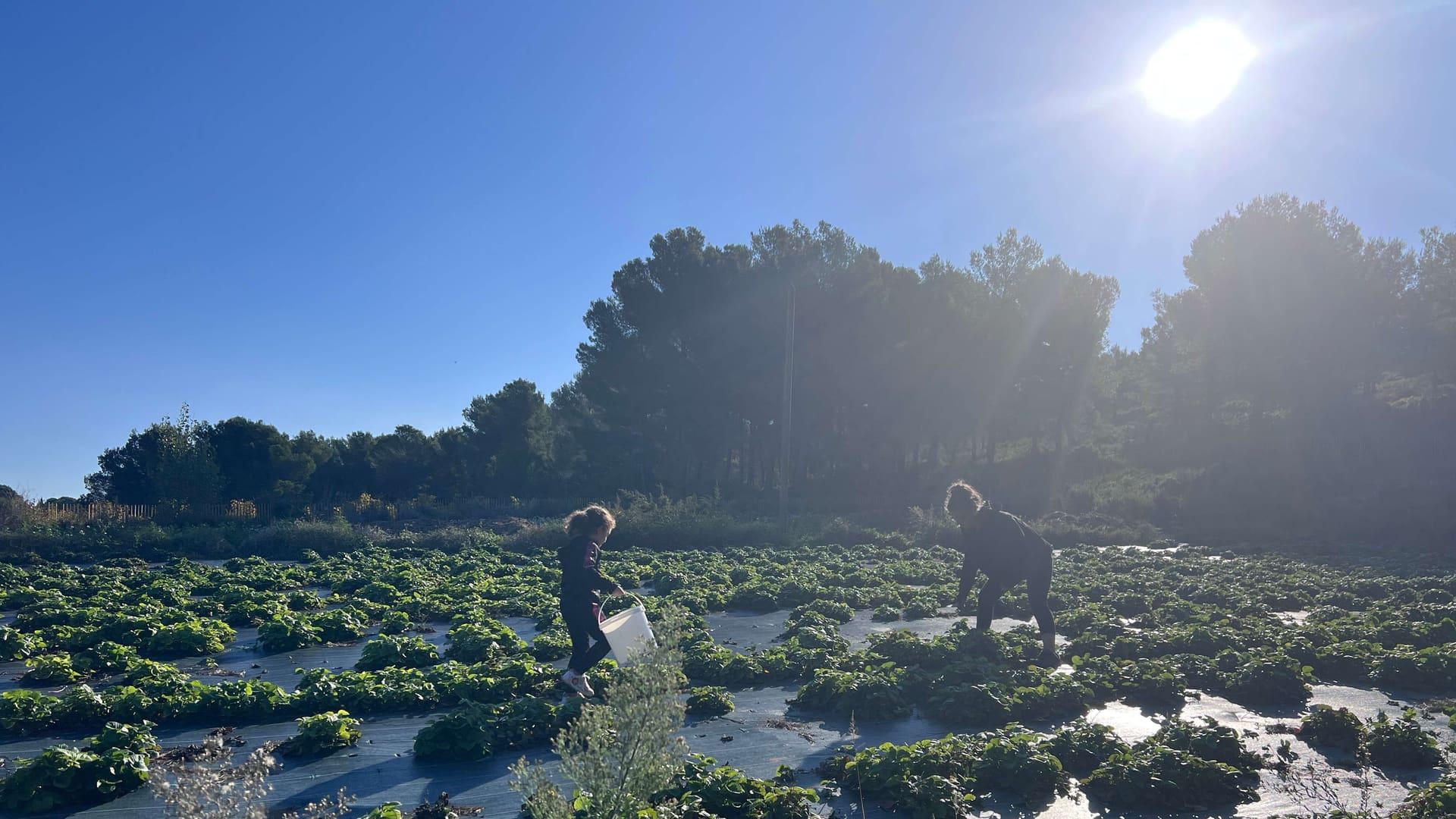 À Saint-Pierre-les-Martigues, l'aventure humaine et agroécologique d’Aïoli Caganis