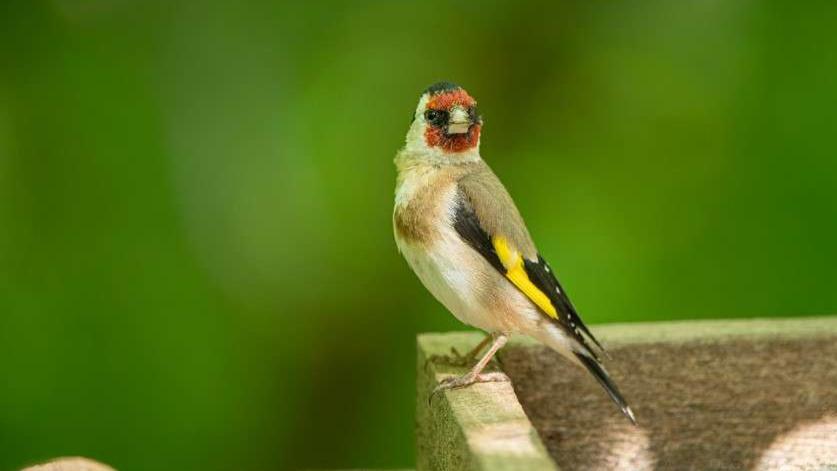 Marseille : un policier "à l'oreille fine" découvre un important trafic d'oiseaux dans une véranda