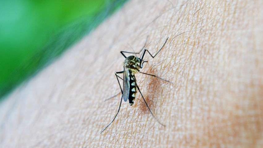  « Ils ne sont pas morts, ils veillent » : pourquoi les moustiques nous fichent la paix cet été 