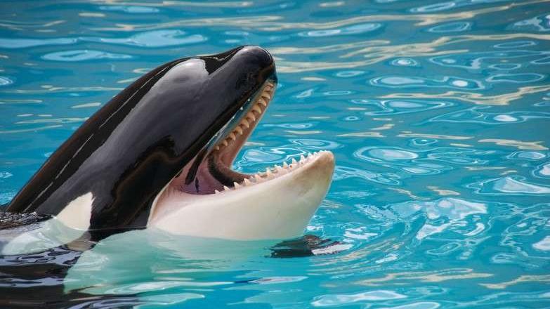 Interdiction des spectacles de cétacés : Marineland d'Antibes projette une "fermeture définitive" en janvier