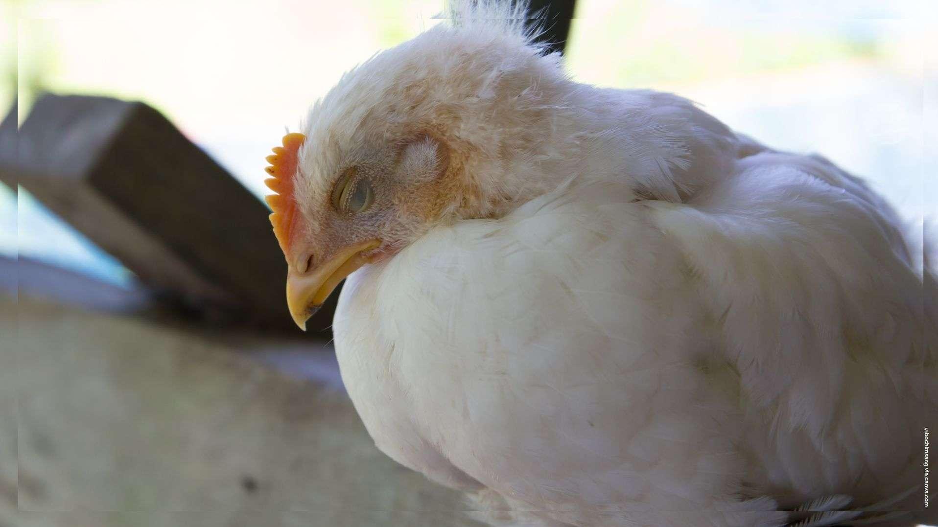 Grippe aviaire : risque relevé de "modéré" à "élevé" en France